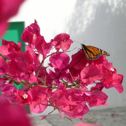 BOUGAINVILLEA